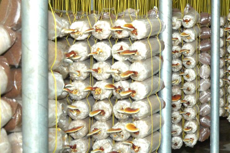 Suspension arrangement of poly bags