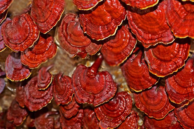 Harvesting of fresh and nutritious Ganoderma